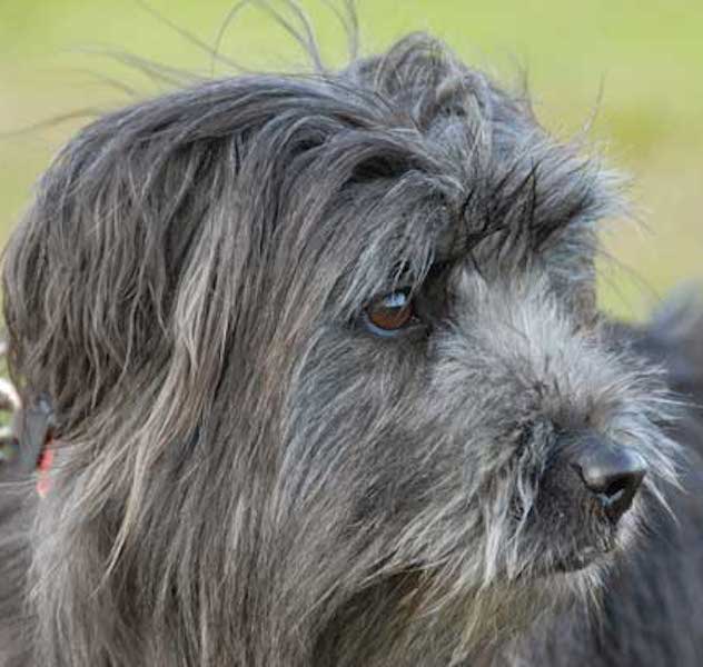 Pyrenean Shepherd dog breed