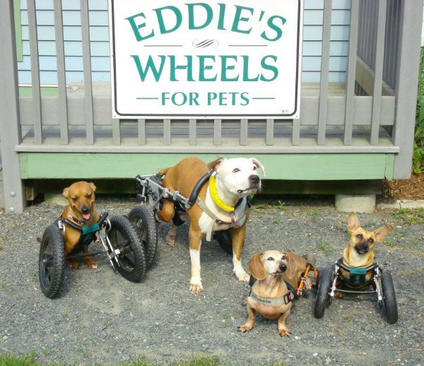 Eddie's Wheels Improves Life for Disabled Dogs Dogster