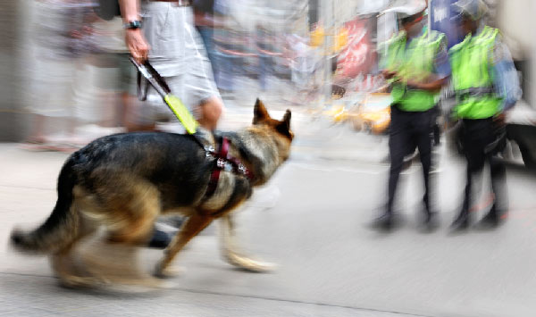Guide dog with motion blur by Shutterstock.