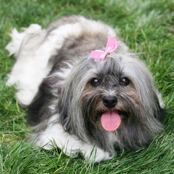 stuffed havanese dog