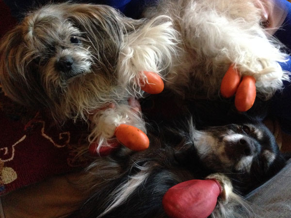 Two dogs with itchy, allergic paws. 