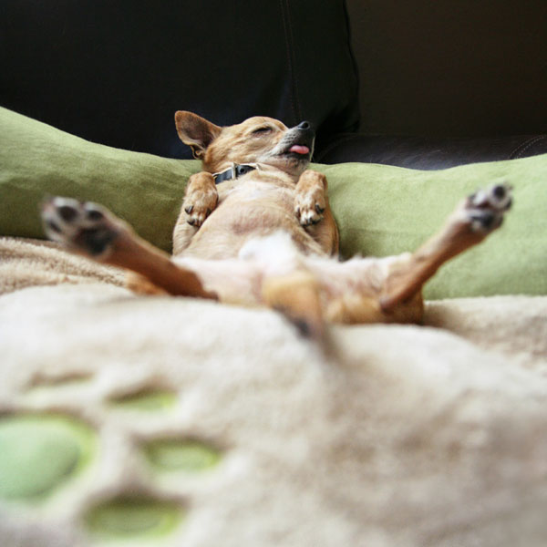 how do you wash a dog bed
