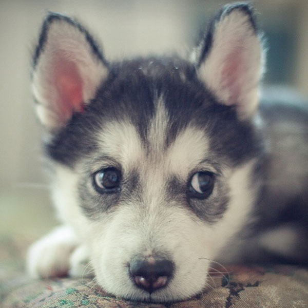 baby husky howling