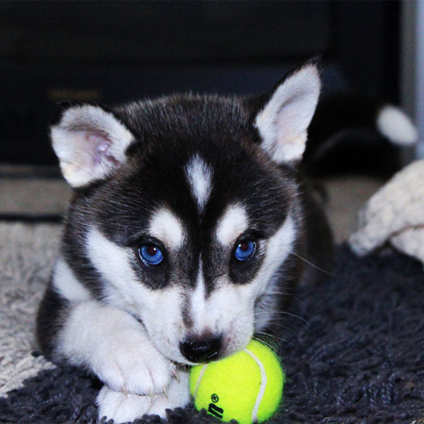 baby husky for adoption