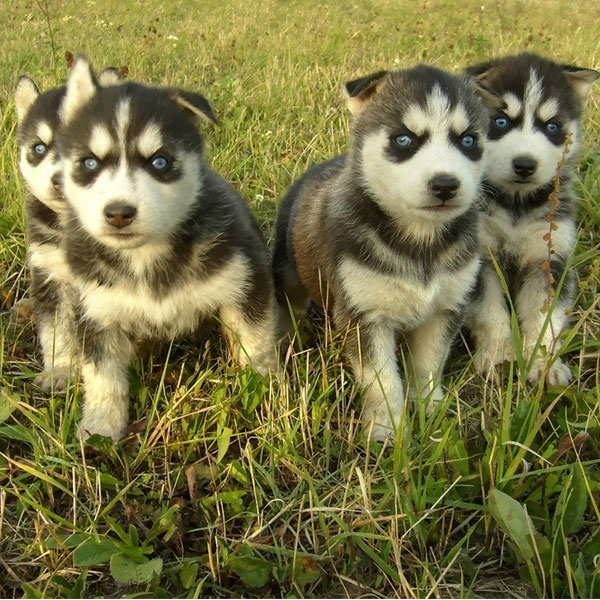 Pix We Love: Husky Puppies Make Us Want to Howl!