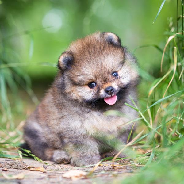 hypoallergenic tiny dogs