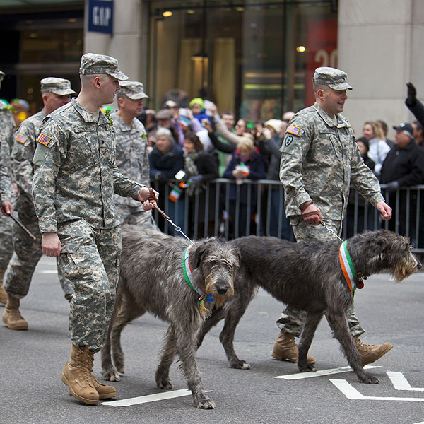 british wolfhound