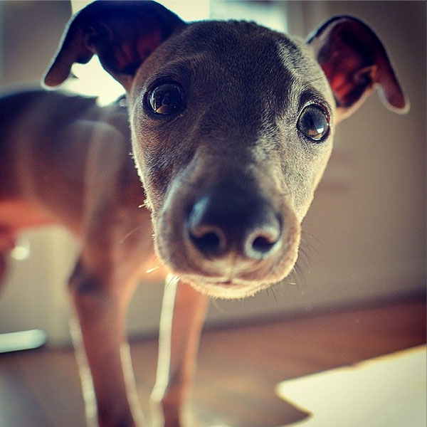 Italian Greyhound Puppies Learn the Charms and Challenges of This Ancient Dog Breed Dogster