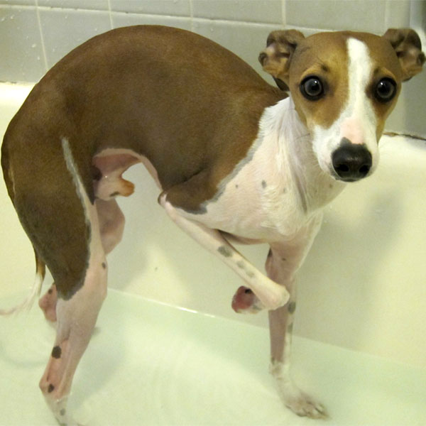 Italian Greyhound Puppies: Learn the Charms and Challenges ...