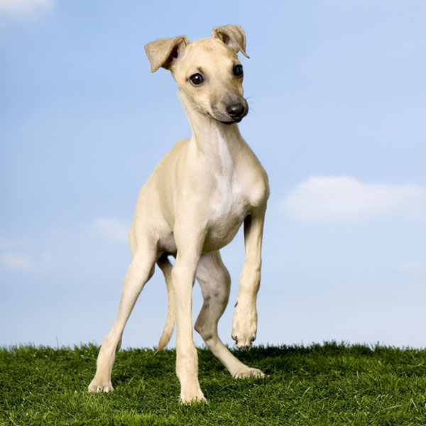 Italian Greyhound Puppies: Learn the Charms and Challenges of This ...