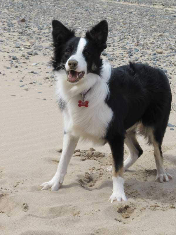my border collie