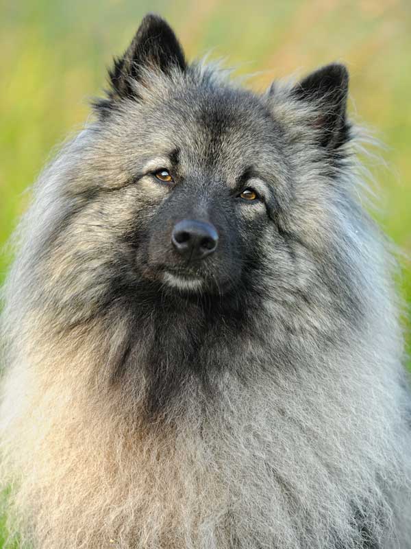the keeshond