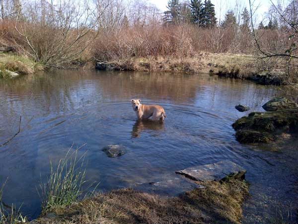 My Dog And Me Park