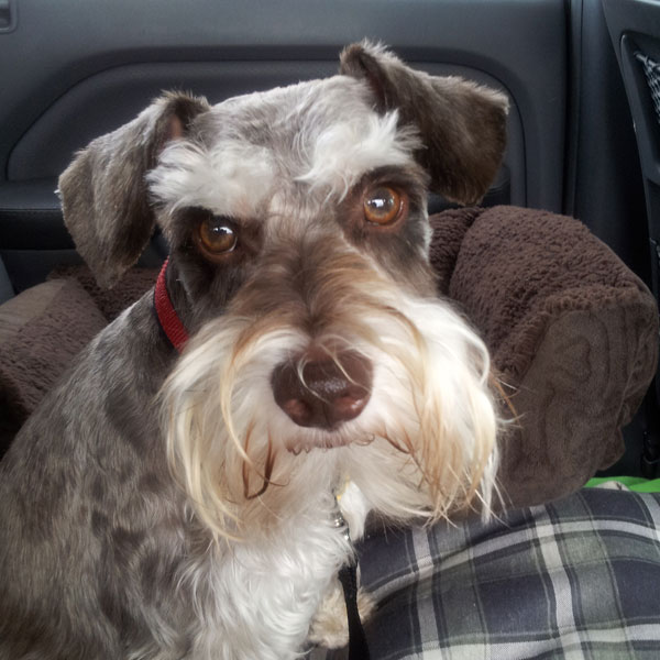 Dog Food For Seizures And Allergies - Information on Dog Seizures or Epileptic Fits and what to ... : Since the main focus is on boosting the functionality of organs and improving the overall health of your.
