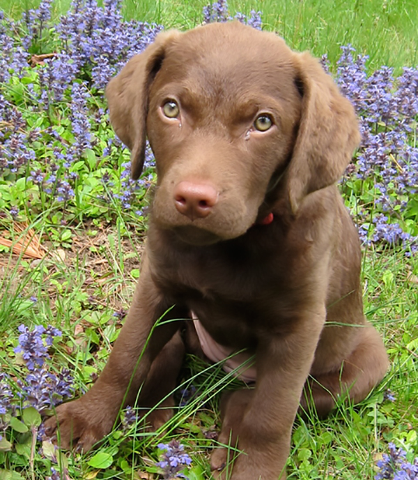 Labrador Puppy Chesador Puppies For Sale 2019 Brown Chocolate