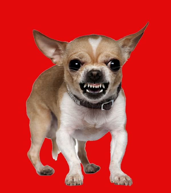 Small Dogs More Likely To Bite Small Dogs More Likely To Bite