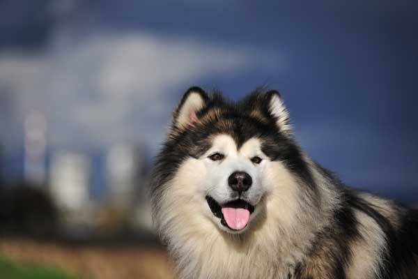Get To Know The Alaskan Malamute 18 Wheelers Of Sled Dogs The Malamute Is Curly 57th Most Por Akc Breed Just Where He Was A Decade Ago