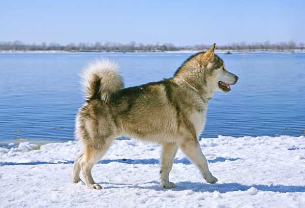 malamute sled dog