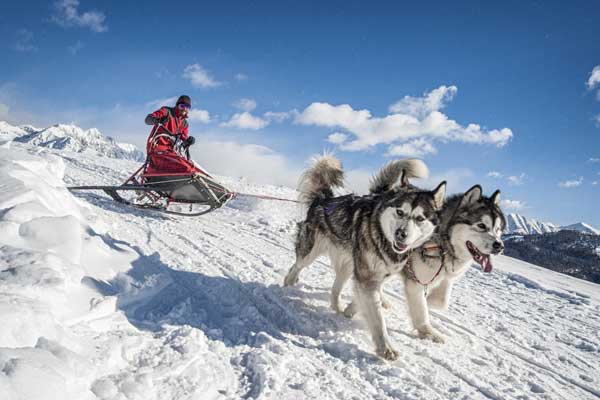 malamute sled dog