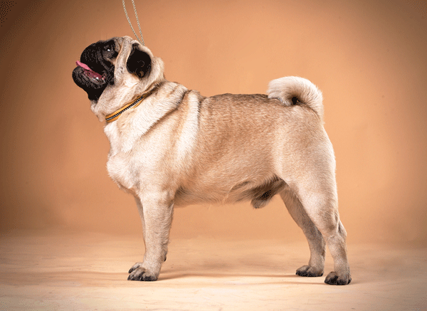 side view of pug
