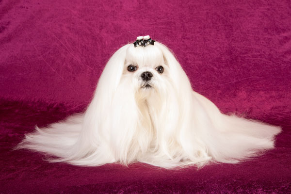 maltese dog long haired