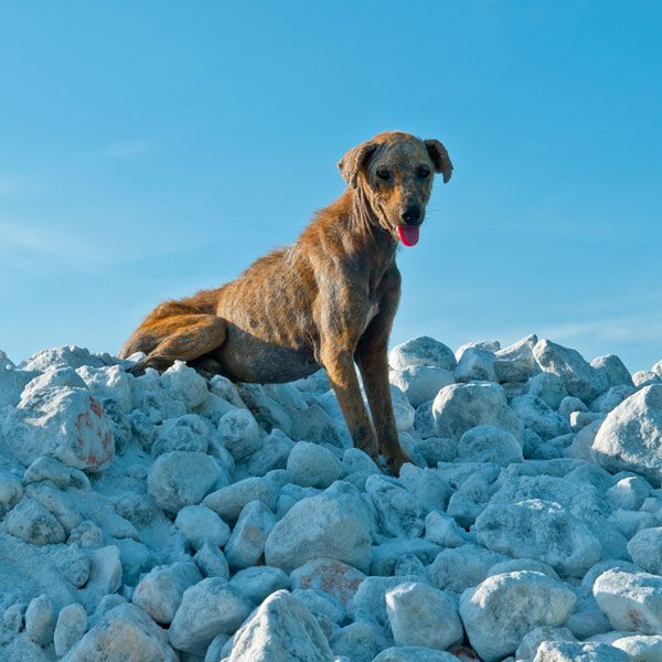 Mange in Dogs: Let's Talk Causes and Treatments