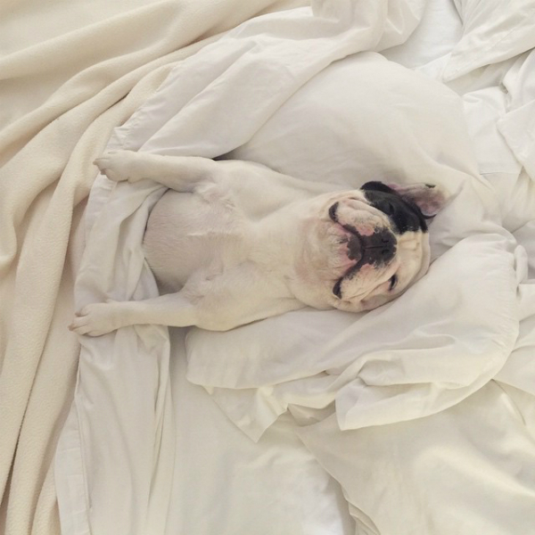 How could a dog this cute not take over the Internet? (Photo via @manny_the_frenchie)
