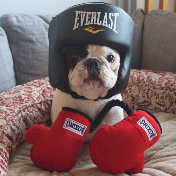Manny is ready to rumble, just like his namesake. (Photo via @manny_the_frenchie)