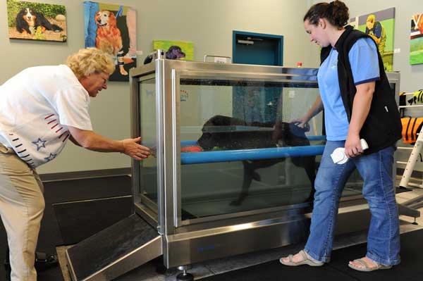Dog Treadmill Products For Sale Ebay