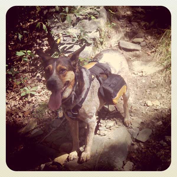 My canine control freak. (Photo by Theresa Cramer)