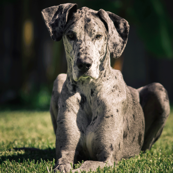 A merle pattern dog.