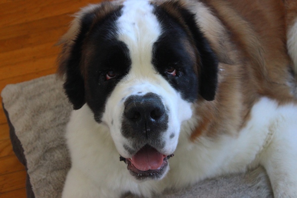 Get To Know The Saint Bernard The Big Hearted Saint With The