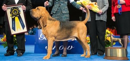 Meet The Winners Of The 2014 National Dog Show