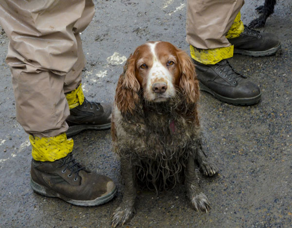 Hope Dogs Rescue Fema Hope Dogs Rescue Fema