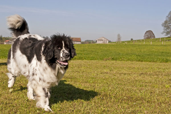 newfoundland bear dog