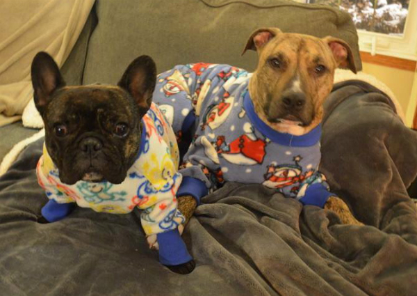 pitbulls in jammies