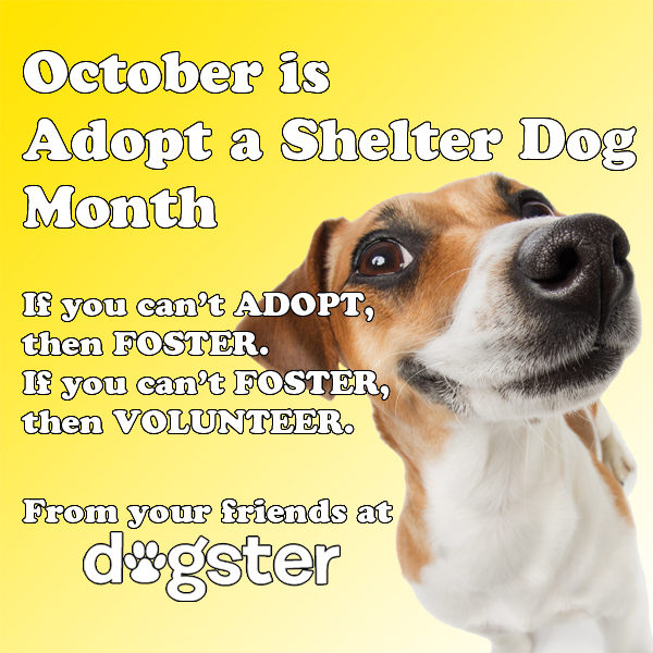It's Adopt a Shelter Dog Month and We Want to See YOUR Shelter Dogs!