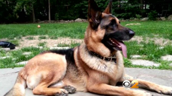otto-dog-shot-by-police-1