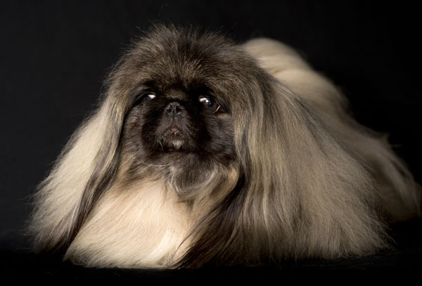 long haired pug looking dog