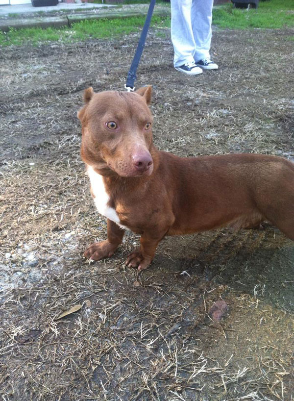 weenie dog mixed with pitbull