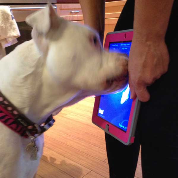 iPad Games for Dogs: We Tested Four of Them – Dogster