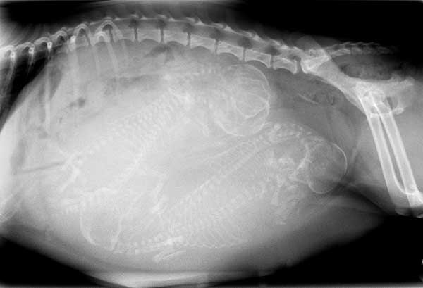 A sonogram of a pregnant dog with puppies.