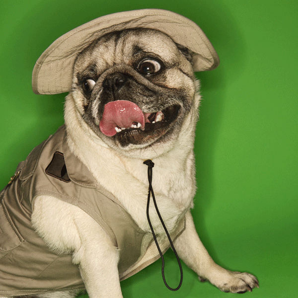 pug wearing hat