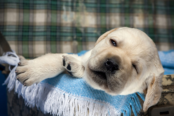 A puppy asleep on blankets.