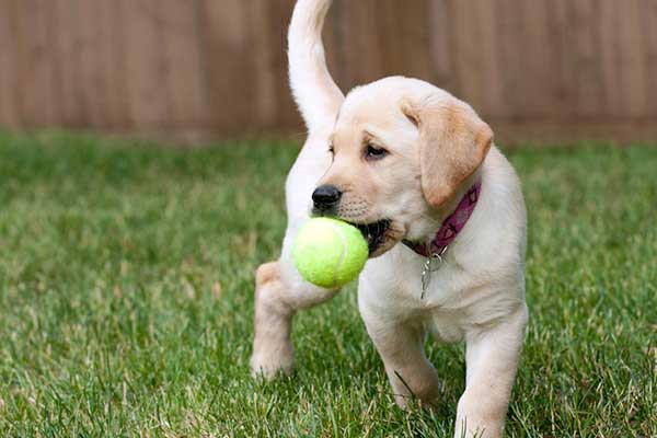 medium labrador