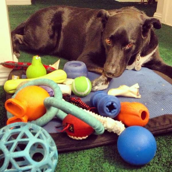 Riggins is perfectly happy staying inside and playing with his toys. (All photos by Wendy Newell unless otherwise noted)