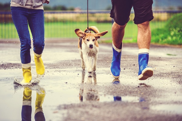 Young couple walking a dog in the rain by Shutterstock.com.