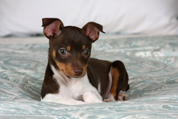 Get To Know The Rat Terrier Facts