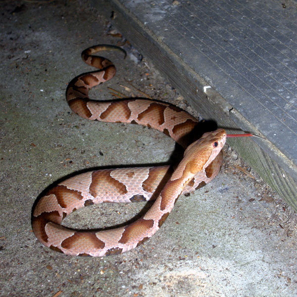 Rattlesnake Safety for Dogs Dogster
