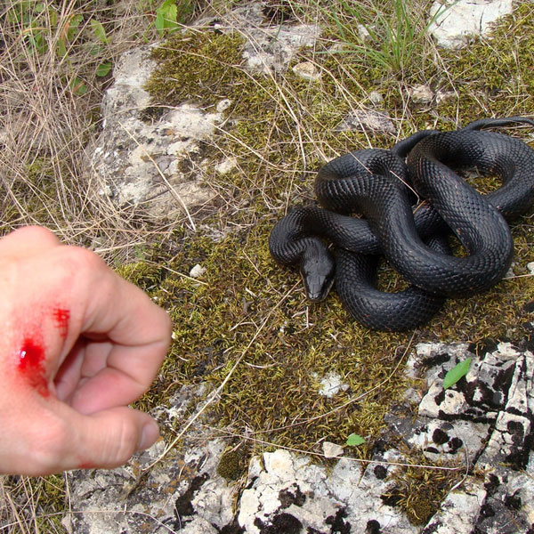 Rattlesnake Safety for Dogs Dogster